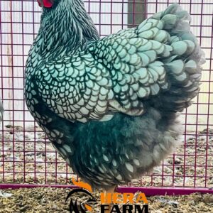 10-Blue Silver Wyandotte.2