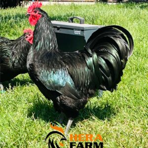 Australorp