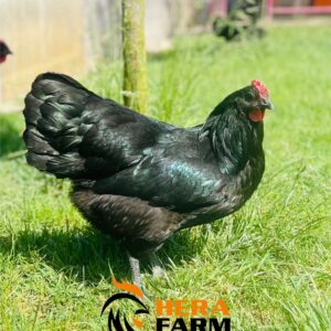 12-Australorp.2.