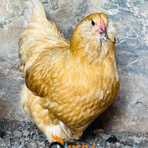 13_1 Buff Ameracuana2