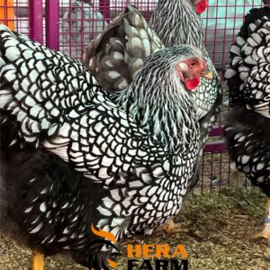 9-Silver Wyandotte.2